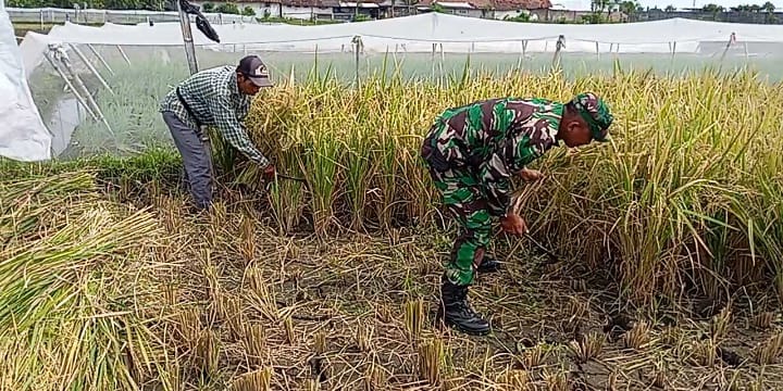 Kodim Probolinggo Melalui Koramil Jajaran Memastikan Ketersediaan Pangan Cukup Dan Terjangkau