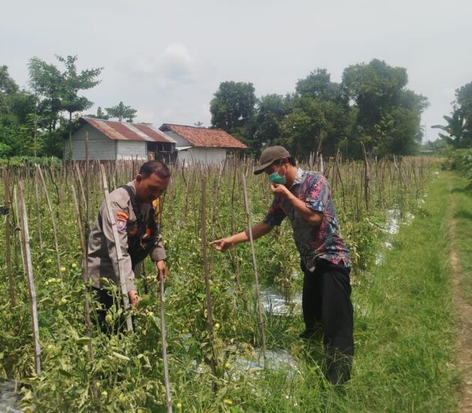 
Bhabinkamtibmas Polsek Baron Dampingi Petani Manfaatkan Lahan Sela untuk Tanaman Terong