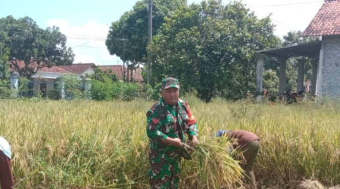 
Pendampingan Panen Padi oleh Babinsa: Wujud Dukung Ketahanan Pangan Nasional