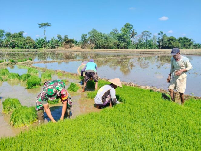 Wujud Nyata TNI Bersama Petani, Babinsa Banyuanyar Dukung Ketahanan Pangan di Probolinggo