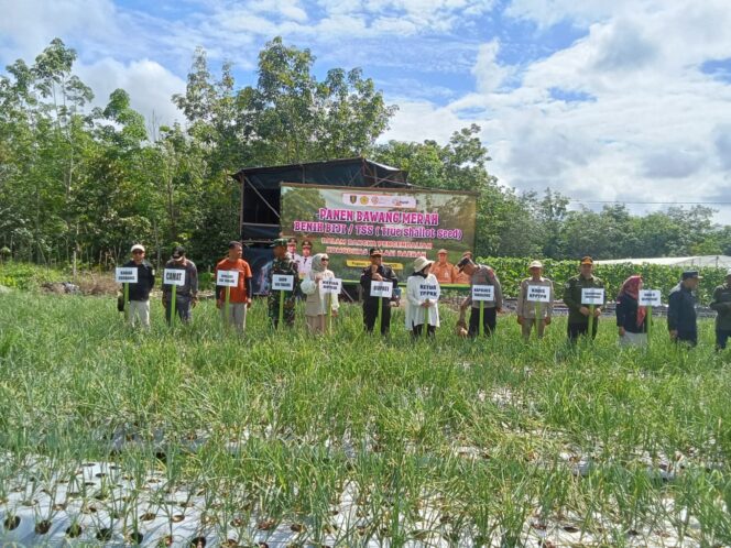 Danramil 1008-06/Banua Lawas Hadiri Panen Raya Bawang Merah TSS di Desa Pugaan
