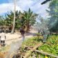 Wujudkan lingkungan Bersih, Babinsa Koramil 1505-03/Maba Gotong Royong Pembersihan Di Desa