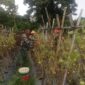 Kebersamaan Babinsa dan Petani Wujudkan Swasembada Pangan di Kota Tidore