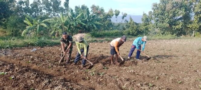 Koramil Lumbang Dampingi Petani Pastikan Ketersediaan Pangan Nasional Terjaga