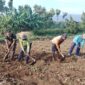 Koramil Lumbang Dampingi Petani Pastikan Ketersediaan Pangan Nasional Terjaga Koramil Lumbang Dampingi Petani Pastikan Ketersediaan Pangan Nasional Terjaga