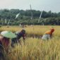 Babinsa Koba Lakukan Pendampingan Pada Petani Dalam Upaya Meningkatkan Ketahanan Pangan