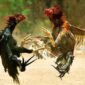 Perjudian Sabung Ayam dan Dadu di Kepung Makin Marak, Warga Desak Penegakan Hukum Perjudian Sabung Ayam dan Dadu di Kepung Makin Marak, Warga Desak Penegakan Hukum