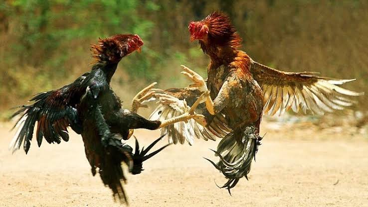 Perjudian Sabung Ayam Marak di Mojoroto Kota Kediri, APH Diduga Tutup Mata