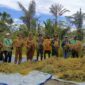Babinsa Koramil Kuala Kencana Bantu Warga Panen Padi Gogo Untuk Dukung Ketahanan Pangan