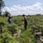 Kebersamaan di Lahan Cabe, Babinsa dan Warga Eratkan Silaturahmi Kebersamaan di Lahan Cabe, Babinsa dan Warga Eratkan Silaturahmi