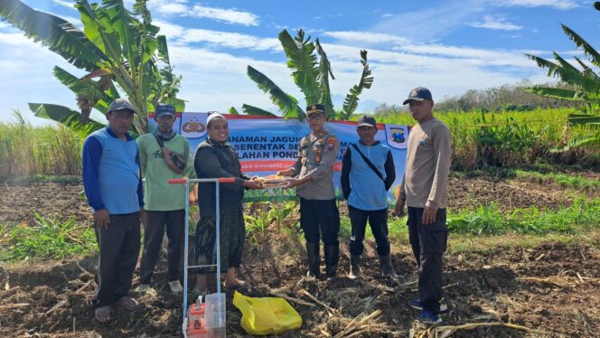 Kapolsek Tiris: Penanaman Jagung di Ponpes Wujud Ketahanan Pangan