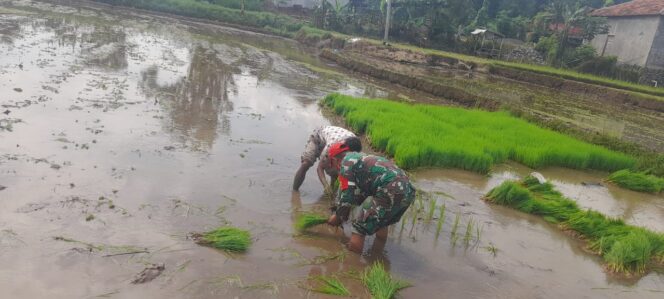Wujud Nyata TNI, Sertu Idhar Dampingi Petani Tanam Padi Gading