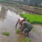 Wujud Nyata TNI, Sertu Idhar Dampingi Petani Tanam Padi Gading Wujud Nyata TNI, Sertu Idhar Dampingi Petani Tanam Padi Gading