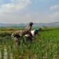 Optimalkan Ketahanan Pangan, Babinsa Kademangan Dukung Petani Tingkatkan Kualitas Panen