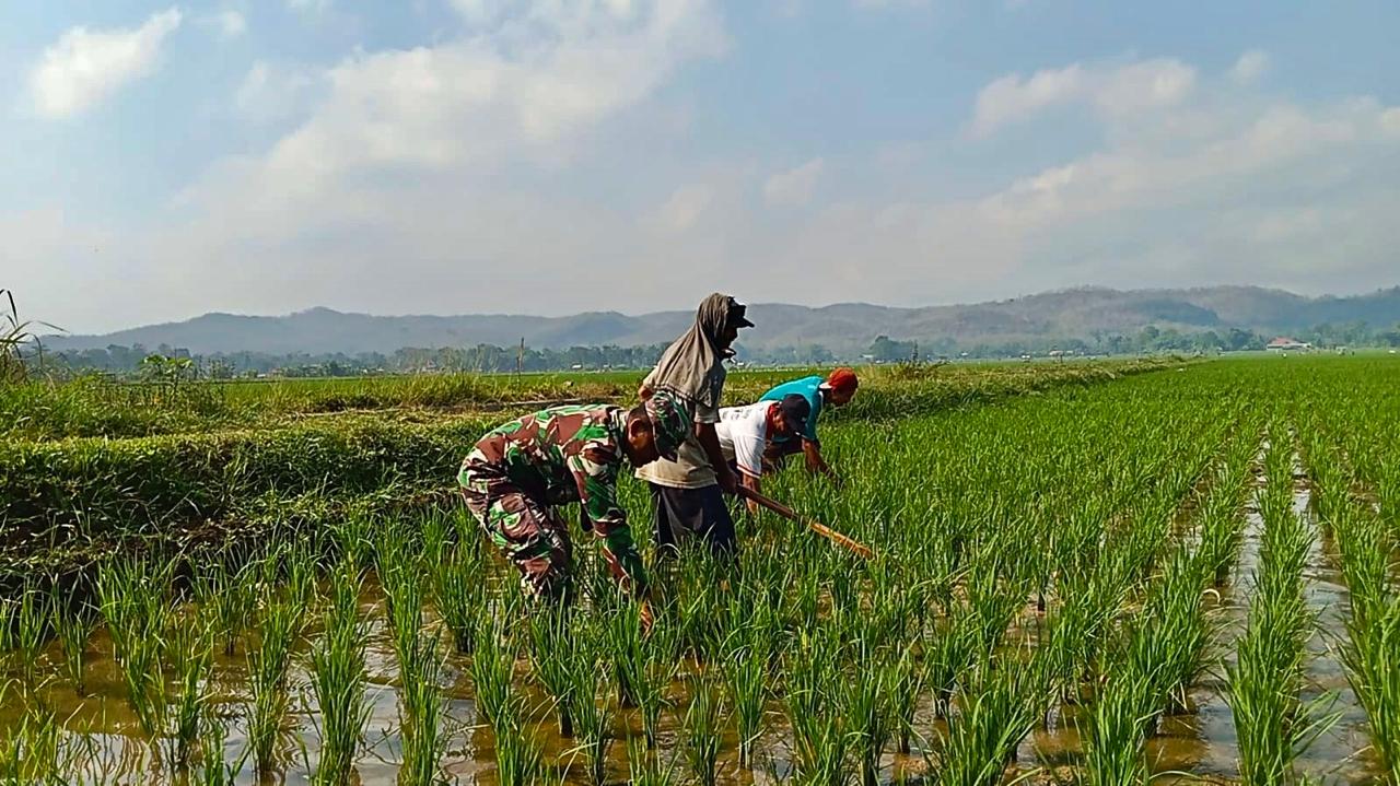 Optimalkan Ketahanan Pangan, Babinsa Kademangan Dukung Petani Tingkatkan Kualitas Panen