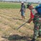 Babinsa Ariyojeding Dampingi Pemupukan Jagung Dukung Program Hanpangan Nasional