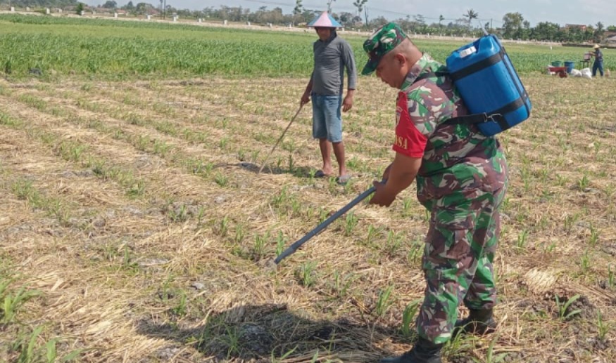 Babinsa Ariyojeding Dampingi Pemupukan Jagung Dukung Program Hanpangan Nasional