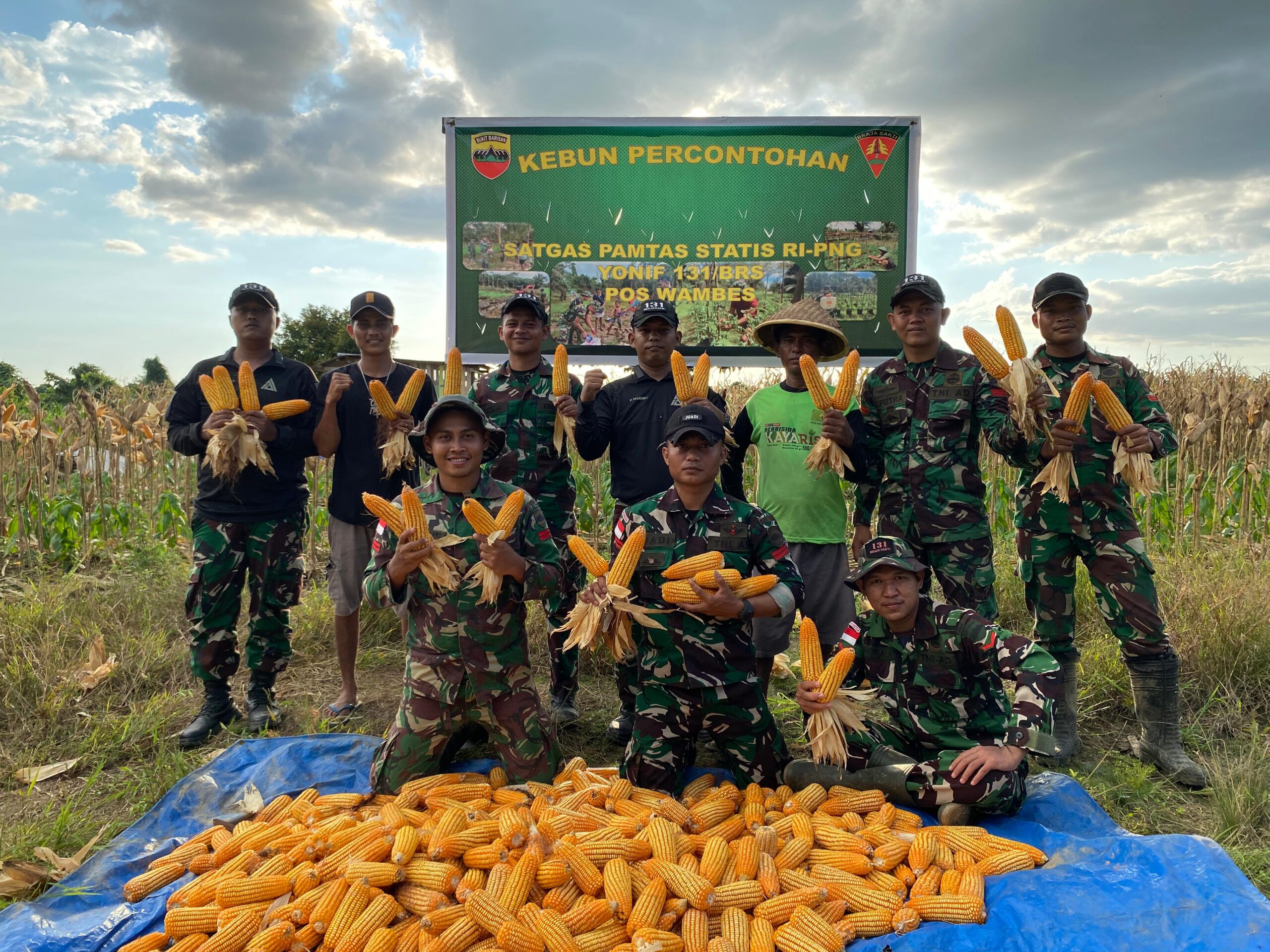 Satgas Yonif 131/Brajasakti Panen Jagung Bersama Warga, Dukung Ketahanan Pangan di Perbatasan Papua*