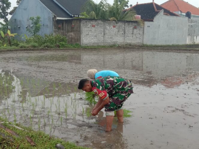 Sinergi TNI dan Petani di Gading Probolinggo: Wujudkan Gerakan Antisipasi Darurat Pangan Nasional