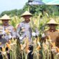 Perkuat Ketahanan Pangan Polres Blitar Kota bersama Forkopimda Panen Raya Jagung Kuartal III*