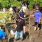 Bulan Bhakti Karang Taruna, 2.000 Bibit Mangrove Ditanam di Dua Pantai Probolinggo