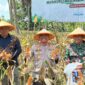 Polresta Cilacap Dukung Panen Raya Jagung Demi Swasembada Nasional*