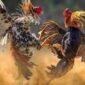 Perjudian Sabung Ayam di Plemahan Kediri Terus Berjalan, Polres Diminta Bertindak Tegas Perjudian Sabung Ayam di Plemahan Kediri Terus Berjalan, Polres Diminta Bertindak Tegas