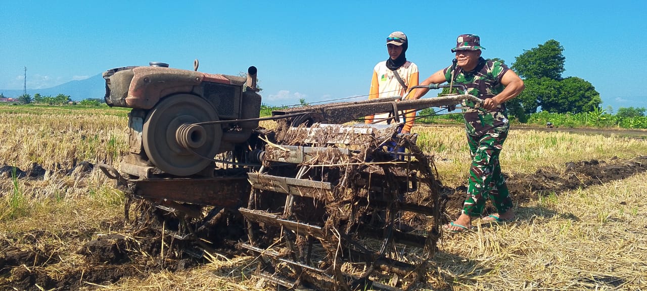 TNI Bersama Rakyat: Babinsa Koramil 0820-15 Bantu Pengolahan Sawah di Pajarakan