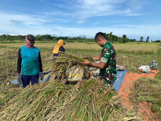Kopda Sahroni Dampingi Petani Panen, Bukti Kepedulian Babinsa terhadap Ketahanan Pangan
