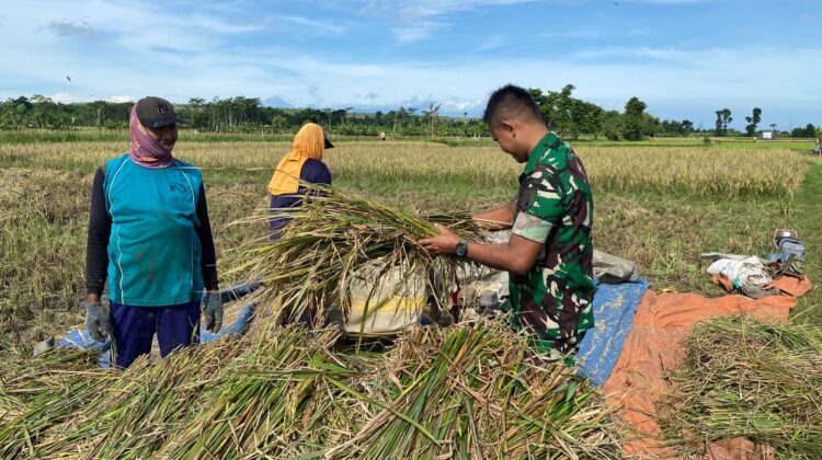 Kopda Sahroni Dampingi Petani Panen, Bukti Kepedulian Babinsa terhadap Ketahanan Pangan