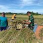 Kopda Sahroni Dampingi Petani Panen, Bukti Kepedulian Babinsa terhadap Ketahanan Pangan Kopda Sahroni Dampingi Petani Panen, Bukti Kepedulian Babinsa terhadap Ketahanan Pangan
