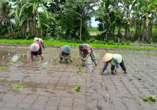 Babinsa Ngoran Dampingi Kelompok Tani Berkah Tani dalam Penanaman Padi Di Nglegok