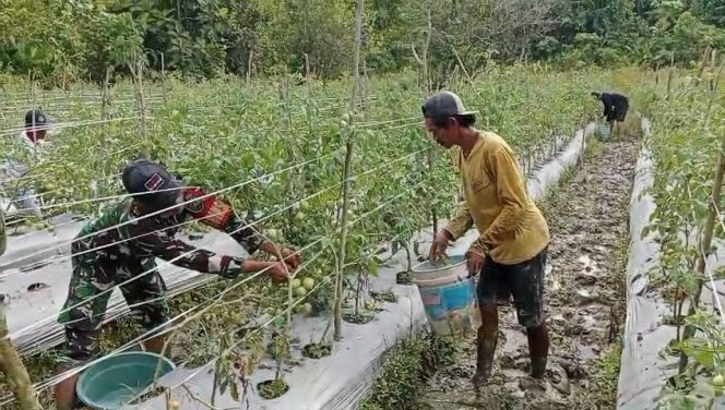 
					Beri Motivasi Serta Dukungan, Babinsa Koramil Mapurujaya Bantu Salah Satu Petani Binaan Panen Tomat
