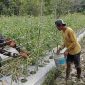 Beri Motivasi Serta Dukungan, Babinsa Koramil Mapurujaya Bantu Salah Satu Petani Binaan Panen Tomat