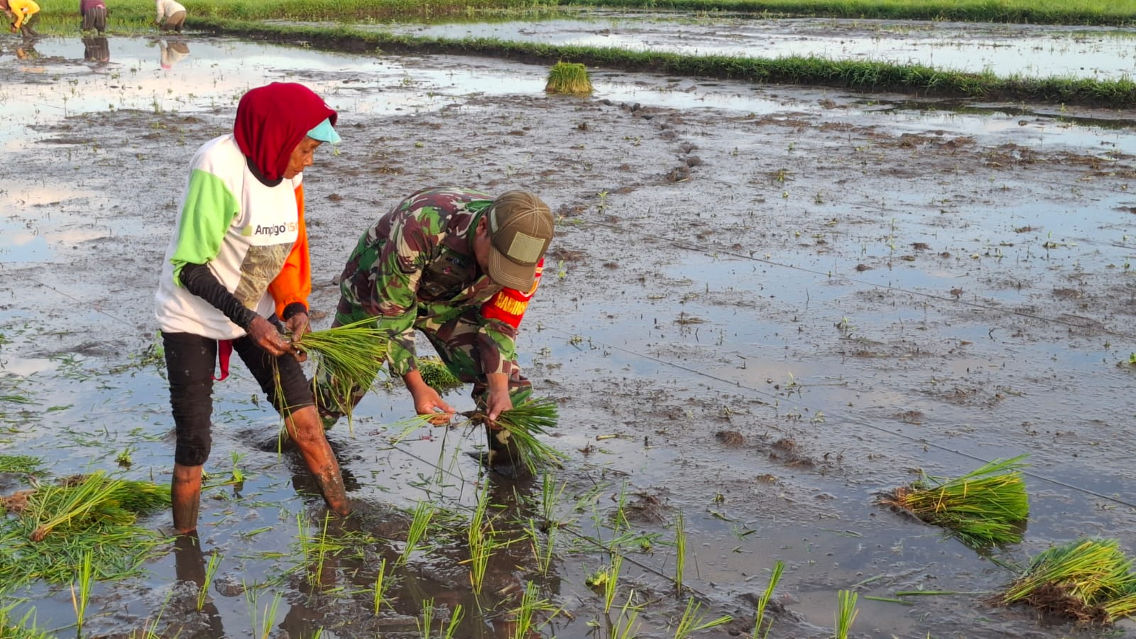 TNI dan Petani Bersinergi: Babinsa Gading Kawal Program Ketahanan Pangan di Desa Wangkal