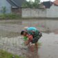Sentuhan Babinsa, Semangat Baru Petani Betek Taman Songsong Panen Melimpah