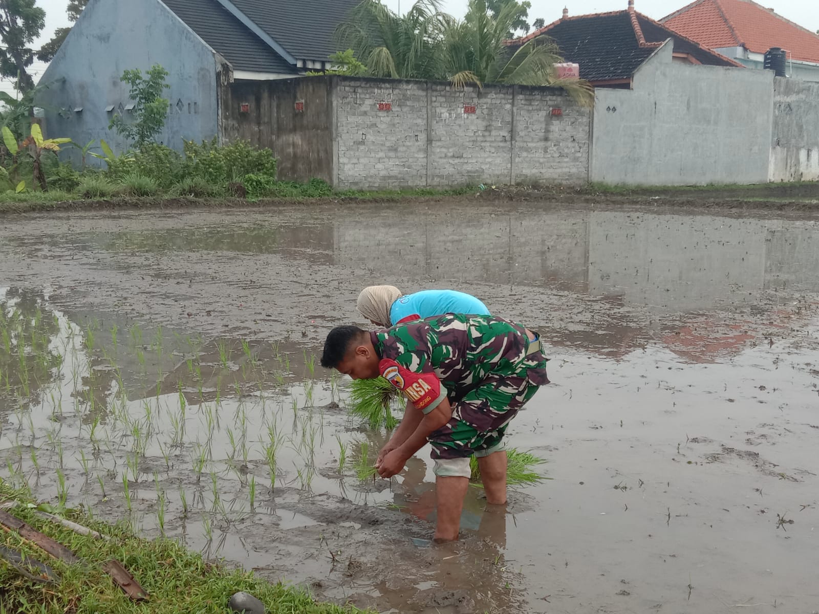 Sentuhan Babinsa, Semangat Baru Petani Betek Taman Songsong Panen Melimpah
