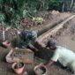 Pembangunan Irigasi di Desa Hapulang Bersama Babinsa dan Warga untuk Masa Depan Lebih Cerah