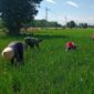Sinergi Hijau di Sawah Sukokerto, Babinsa dan Petani Bergandeng Tangan Majukan Pertanian