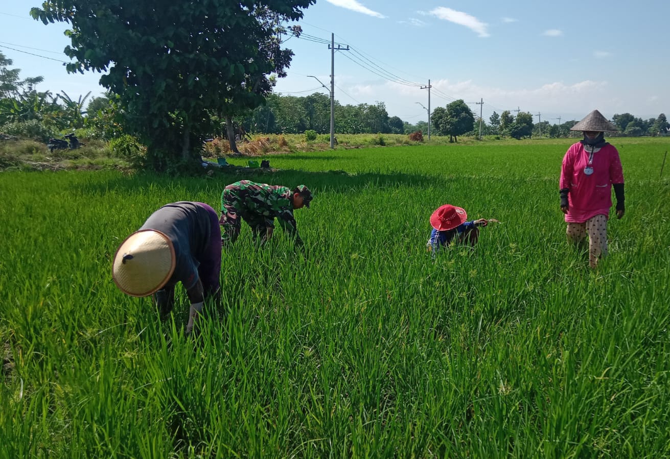 Sinergi Hijau di Sawah Sukokerto, Babinsa dan Petani Bergandeng Tangan Majukan Pertanian