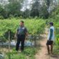 Babinsa dan Petani Cabe Karatungan Wujudkan Sinergi untuk Pertanian Mandiri