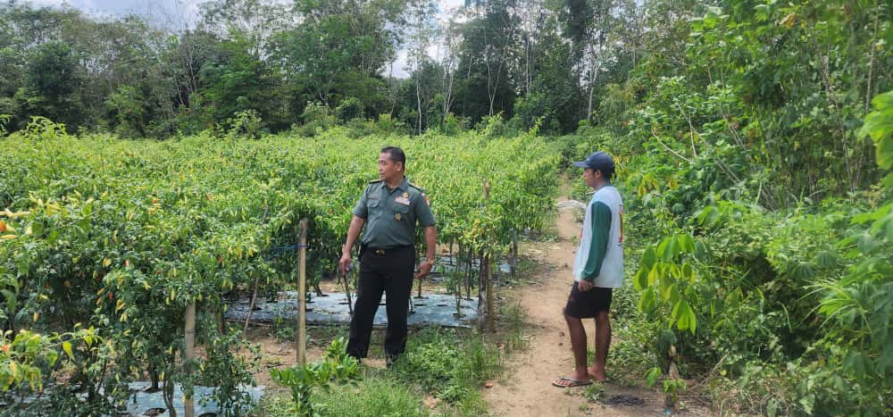 Babinsa dan Petani Cabe Karatungan Wujudkan Sinergi untuk Pertanian Mandiri