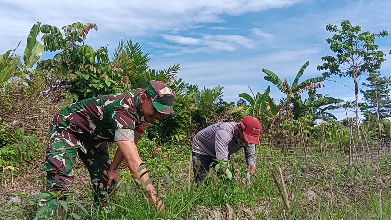 Babinsa Mapurujaya Wujudkan Kepedulian Lewat Komsos dan Pendampingan Petani Cabai Keriting Babinsa Mapurujaya Wujudkan Kepedulian Lewat Komsos dan Pendampingan Petani Cabai Keriting