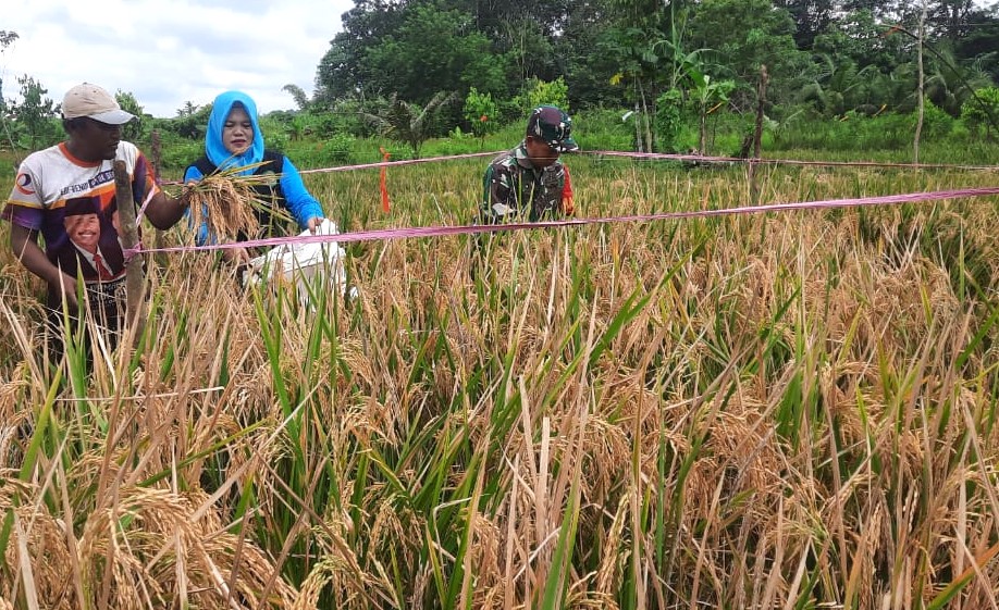 Babinsa Bersama PPL Pertanian Lakukan Pengubinan, Ukur Hasil Padi