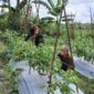 Pendampingan Babinsa Kepada Petani Tomat Sebagai Upaya Meningkatkan Ketahanan Pangan