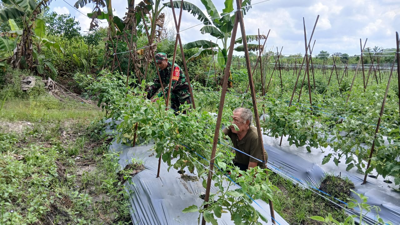 Pendampingan Babinsa Kepada Petani Tomat Sebagai Upaya Meningkatkan Ketahanan Pangan