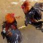 Ponorogo Dalam Cengkeraman Judi: Sabung Ayam dan Dadu Merajalela, Polisi Diduga Tutup Mata