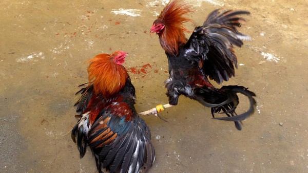 Ponorogo Dalam Cengkeraman Judi: Sabung Ayam dan Dadu Merajalela, Polisi Diduga Tutup Mata