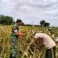 Sinergi TNI dan Petani: Sertu Dodik Ikut Panen Jagung di Lahan Warga Sentulan