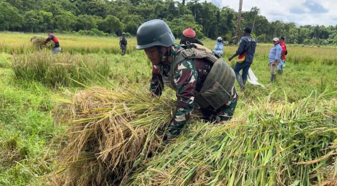 
					Dukung Ketahanan Pangan, Satgas Pamtas Kewilayahan RI-PNG Yonif 410/Alugoro Panen Raya Padi Bersama Masyarakat